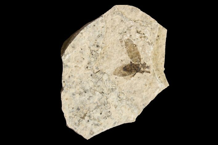 Fossil March Fly (Plecia) - Green River Formation #154423